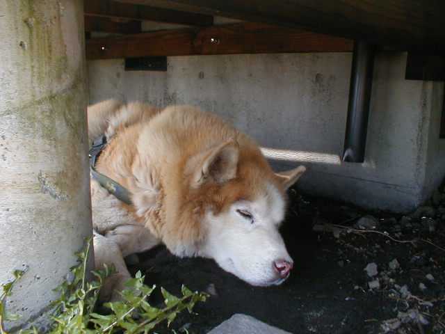 長野県霧が峰 コロボックルヒュッテのオッドアイ犬