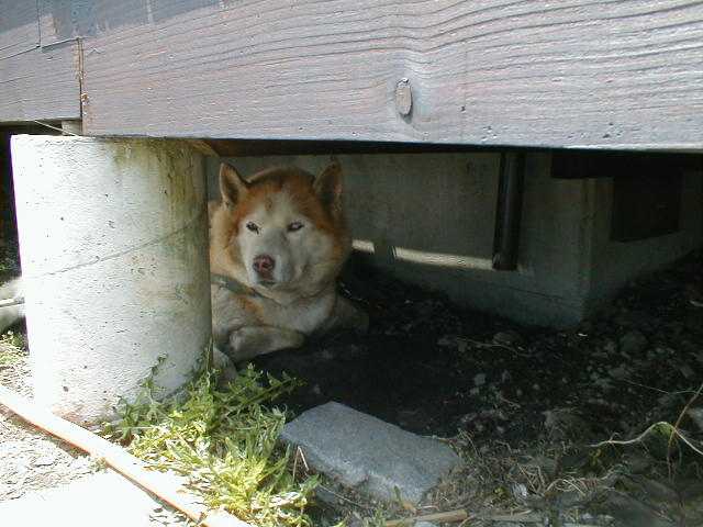 長野県霧が峰 コロボックルヒュッテのオッドアイ犬