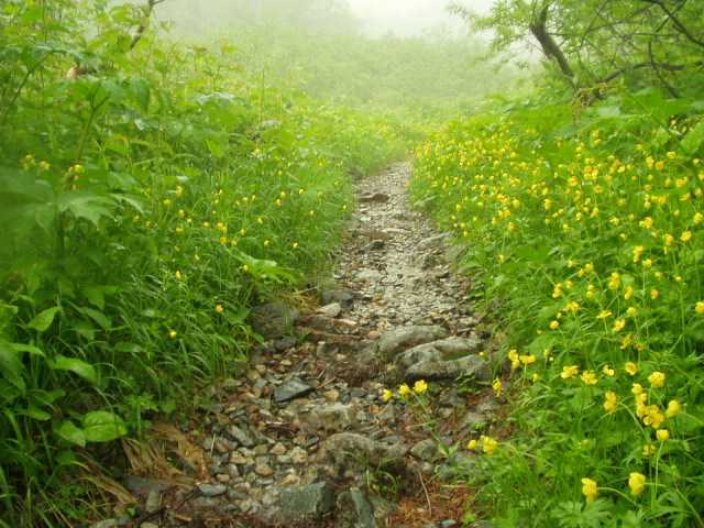沢沿いの登り