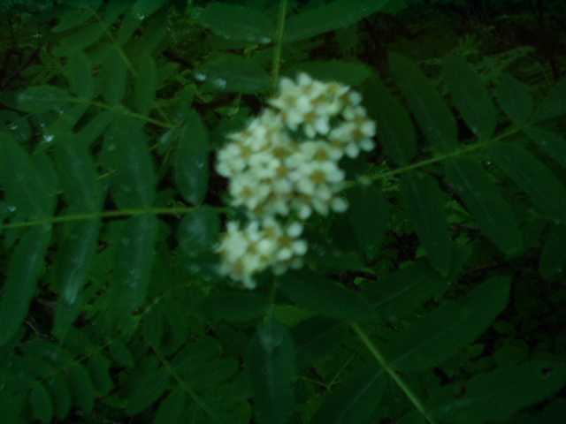 この花の名前がわかりません
