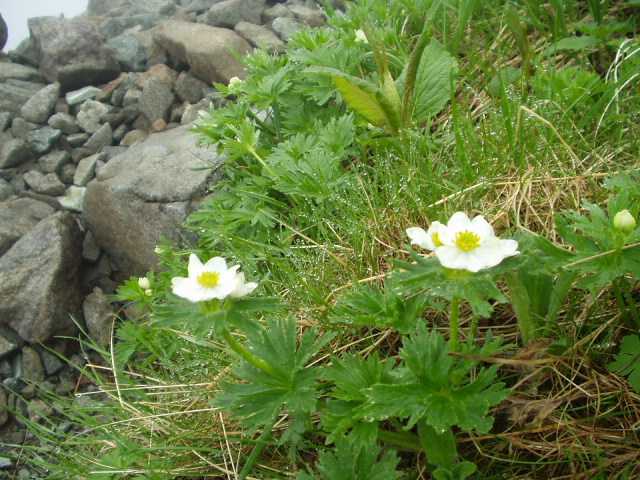 お花クイズ