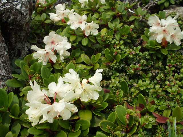 この花は昨日も