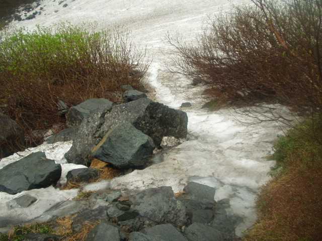 樹林帯の中へ