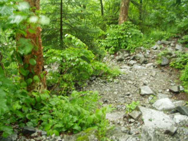 沢の音が近く