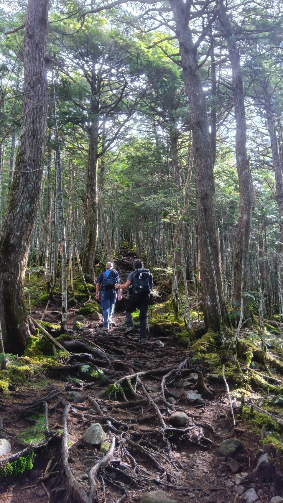 木の根の道が延々