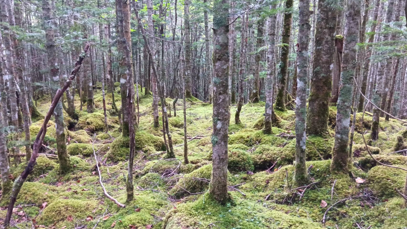 苔の林