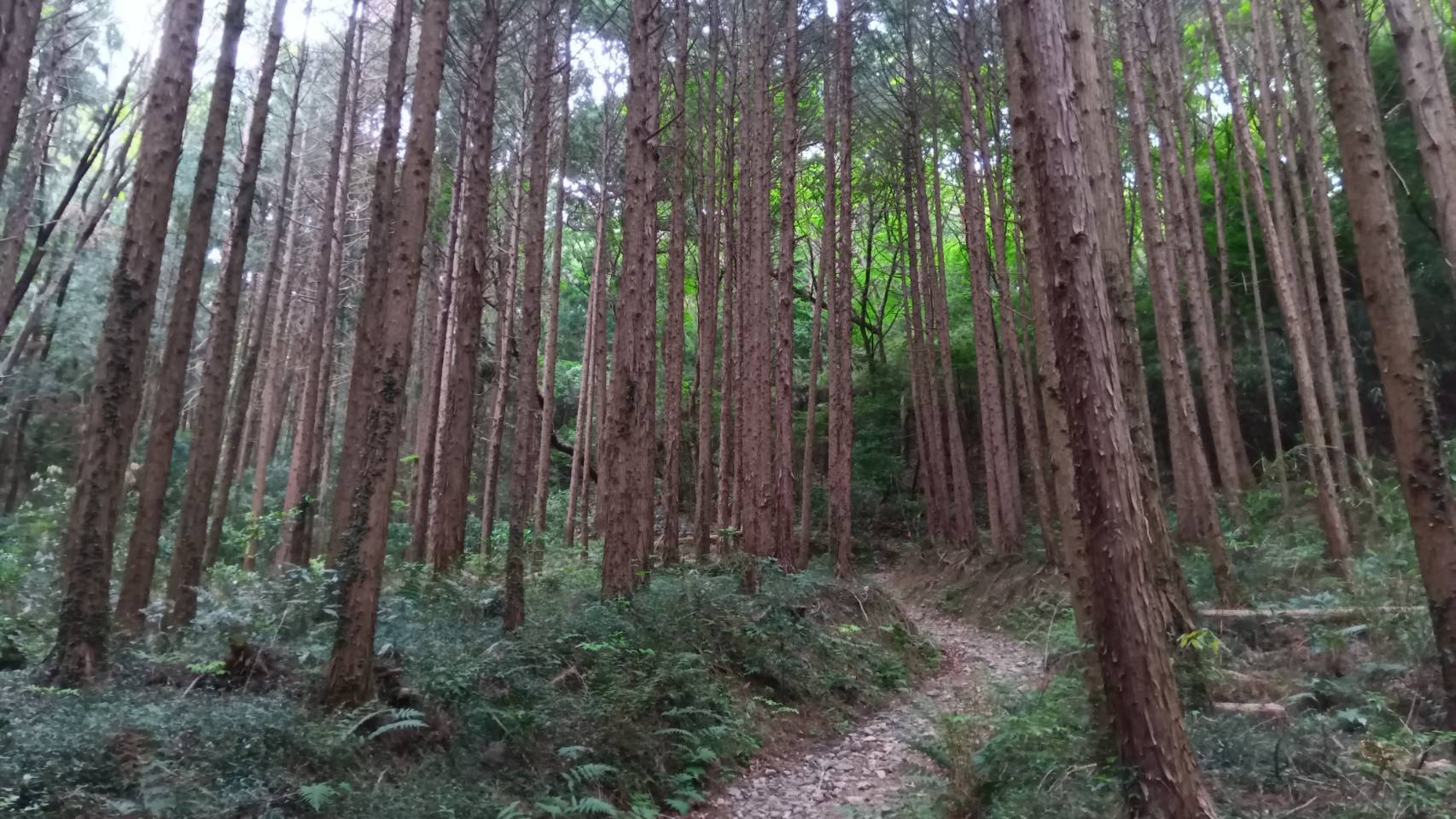 管理された山林