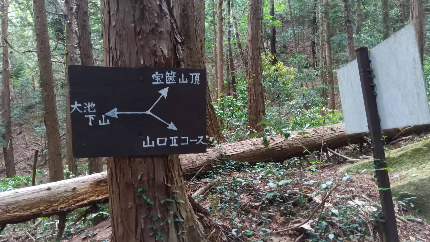 山口コース分岐
