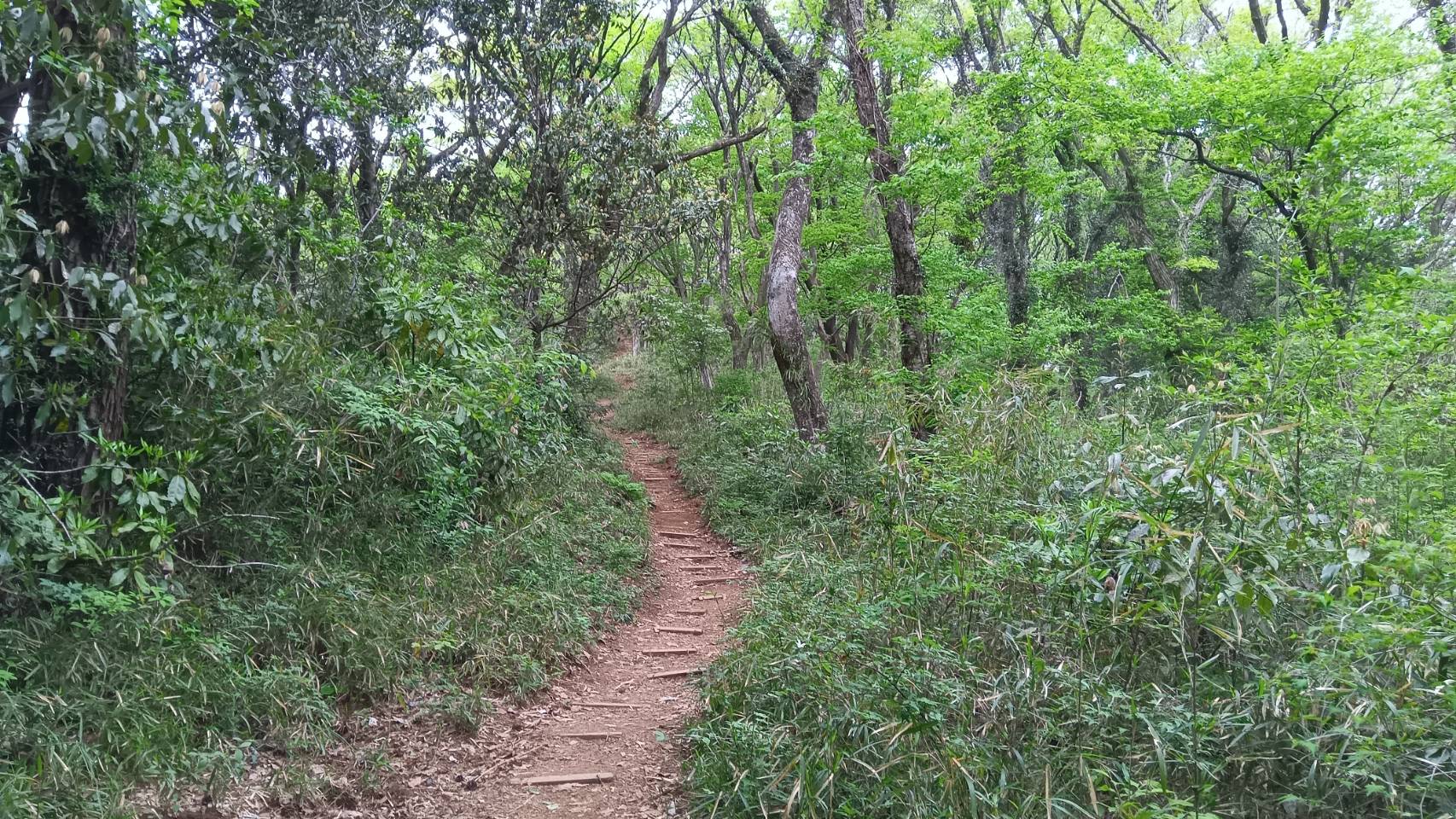 階段状の道