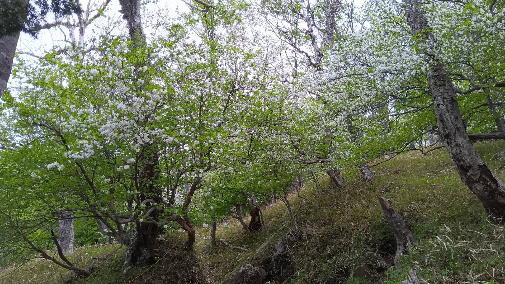 花が満開