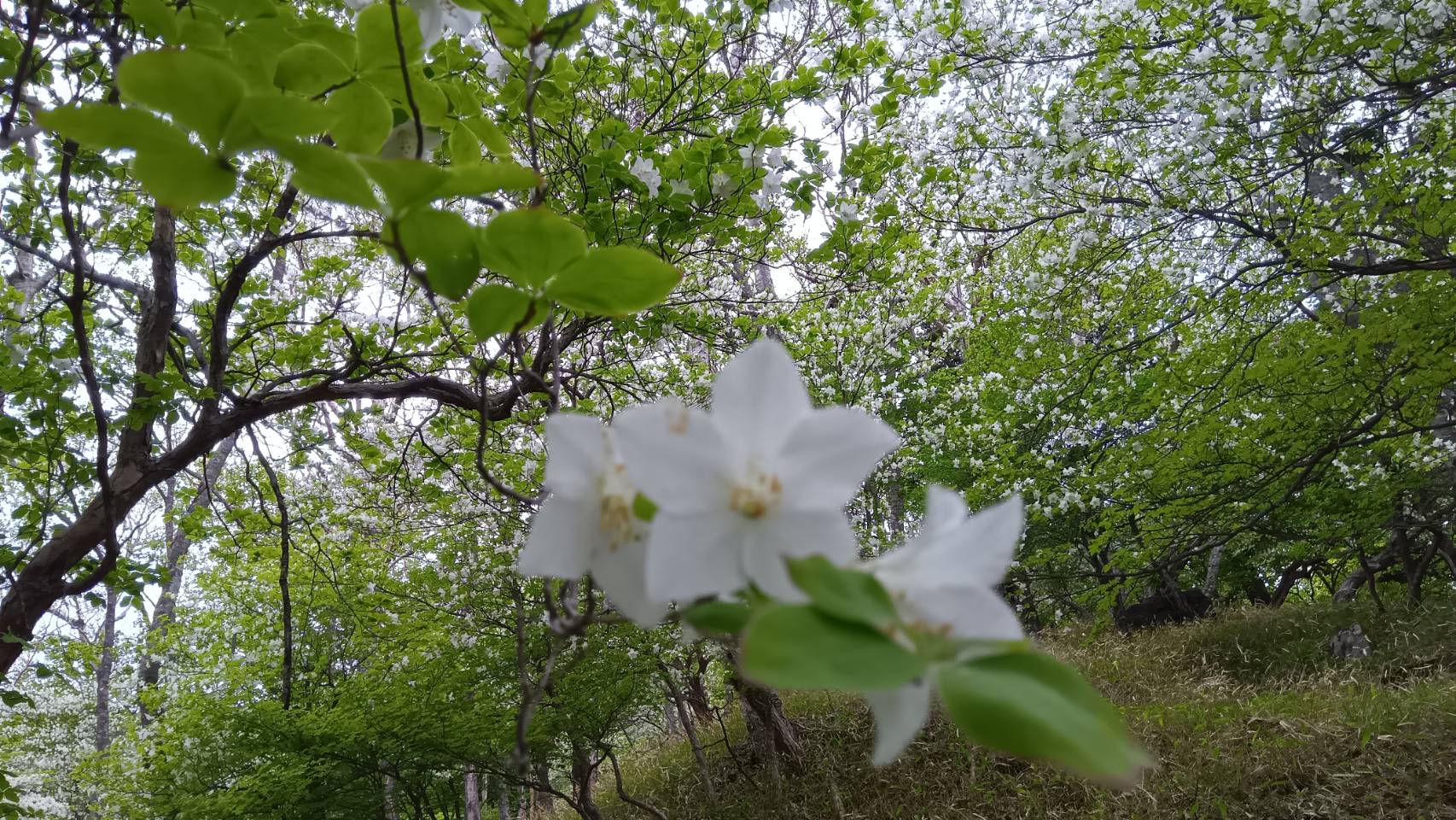 白い花
