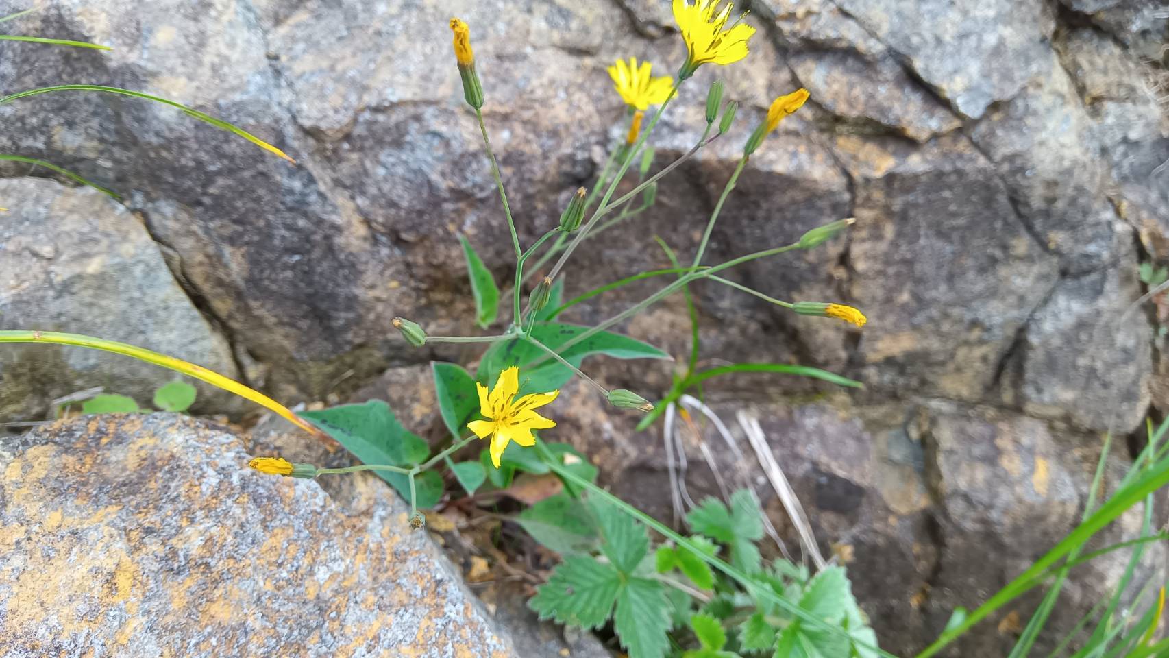 岩場の花