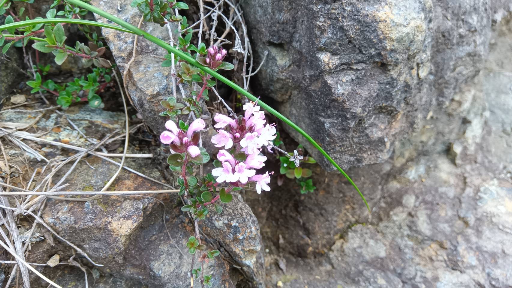 岩場の花2