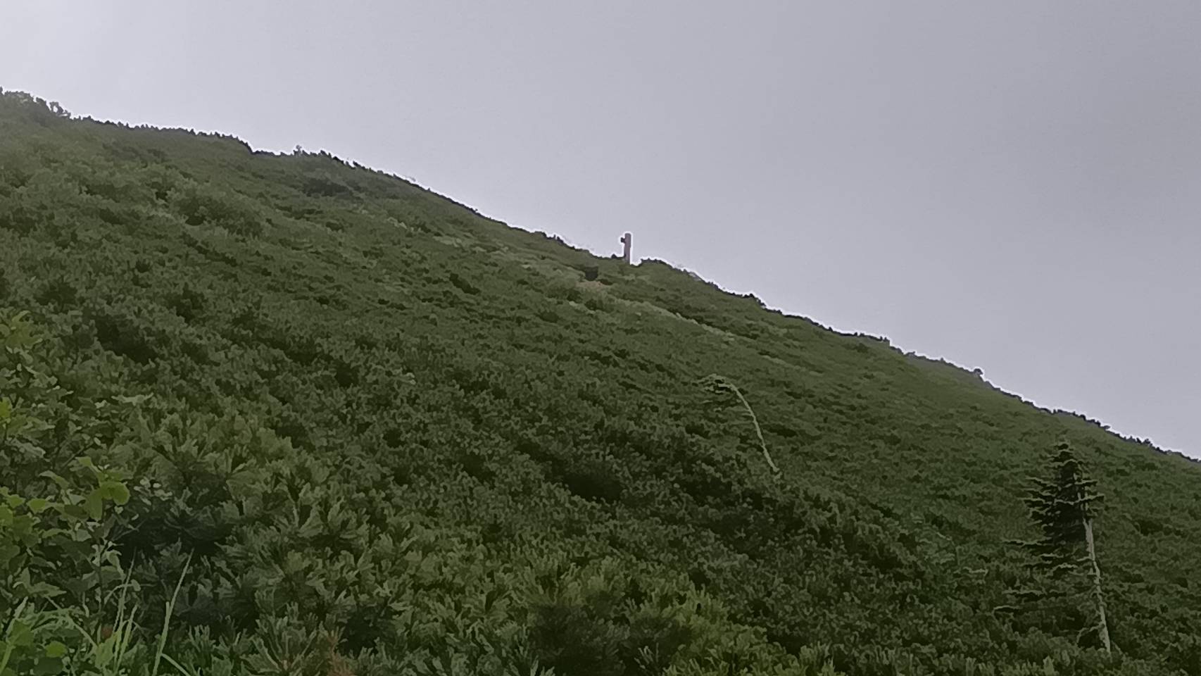 ホンモノ?
