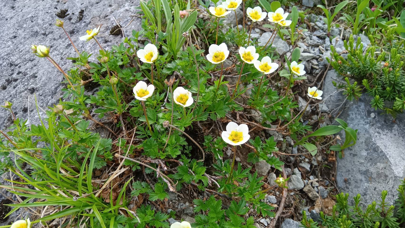 チングルマ