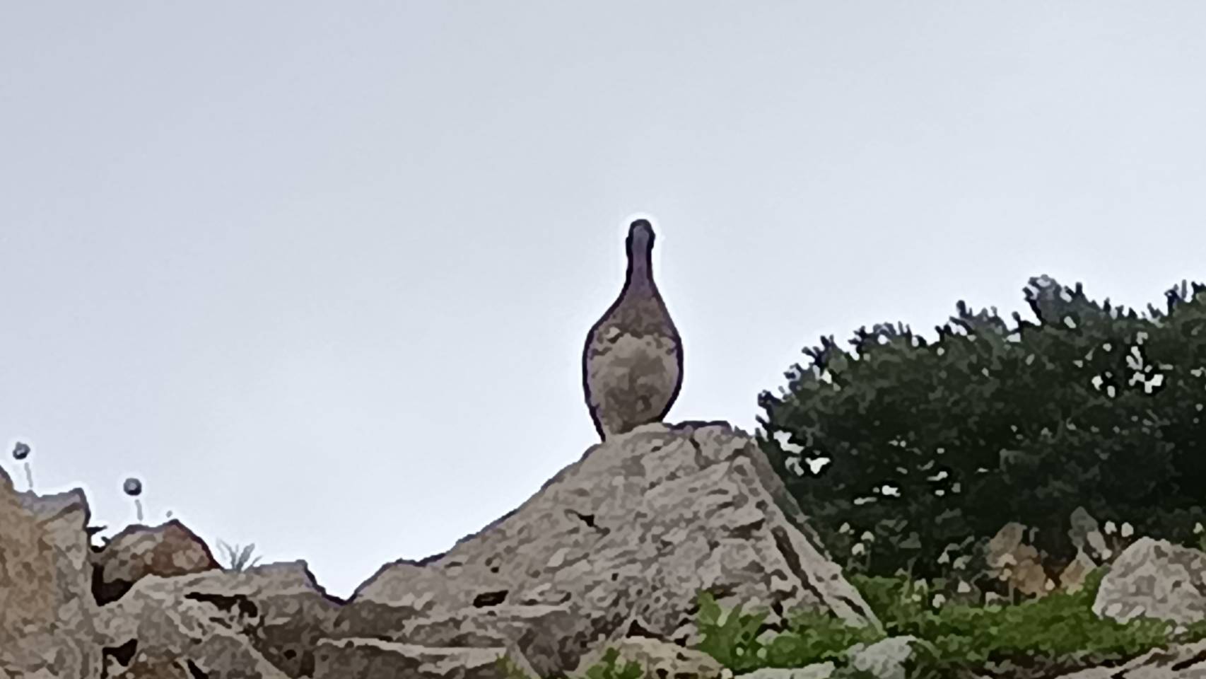 こちらをうかがう