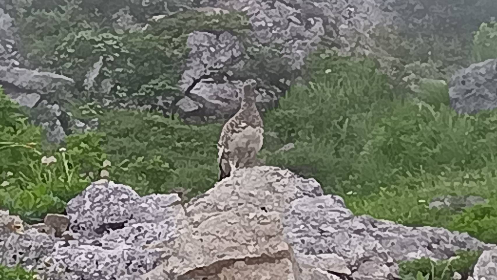 優雅なお姿
