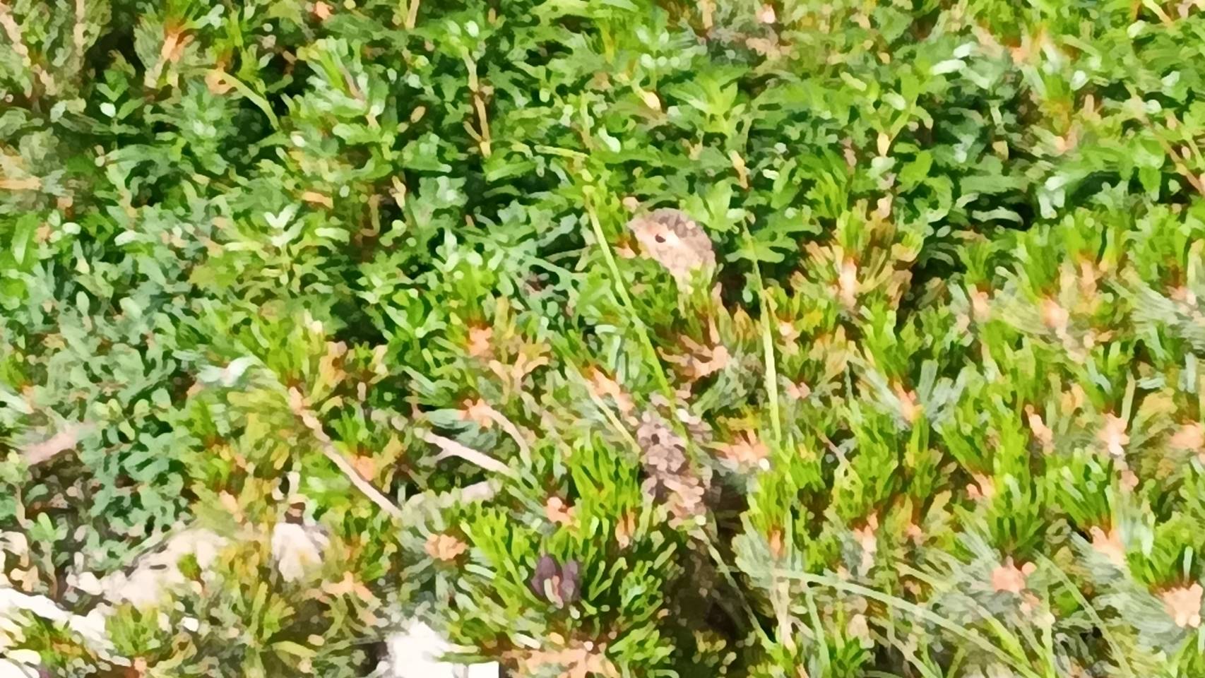 4回目のライチョウさん