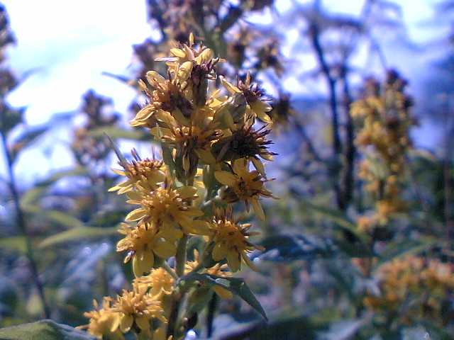 鹿島槍の花