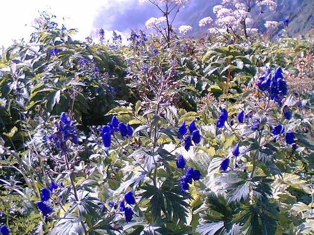 鹿島槍の花